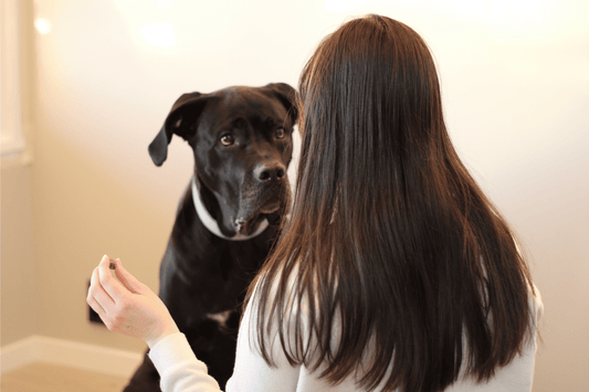 Har du testet digitale hundekurs?