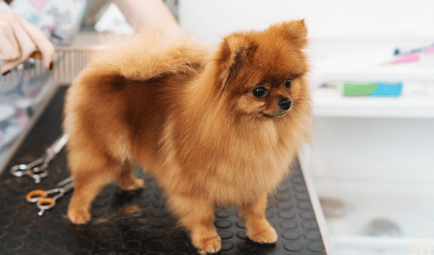 Viktigheten av kloklipp og pelsstell for hunden din