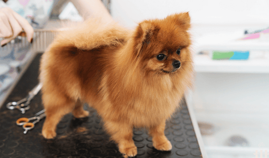 Viktigheten av kloklipp og pelsstell for hunden din