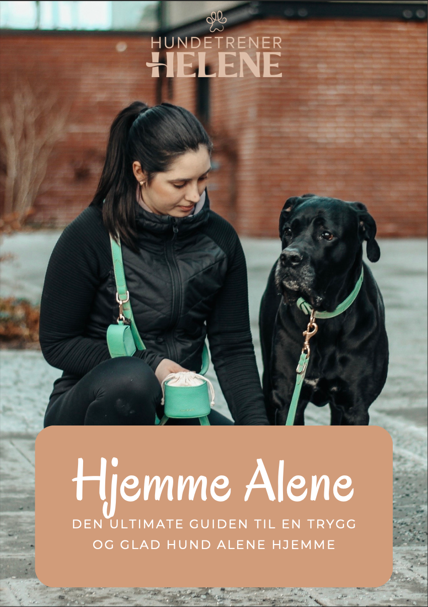 En e-bok som guider deg til en trygg hund alene hjemme