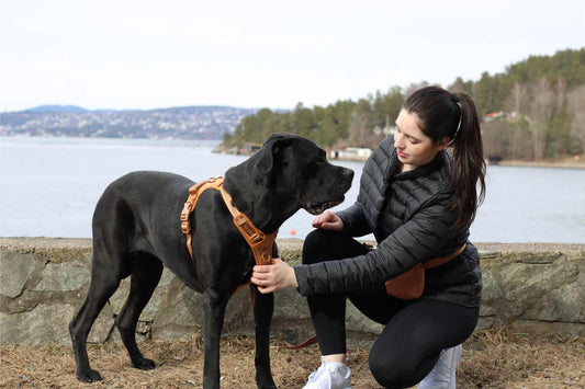 DIGITALT HUNDEKURS 3 MÅNEDER