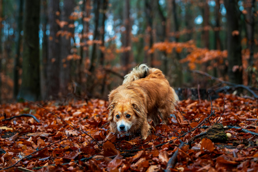 Hund om høsten